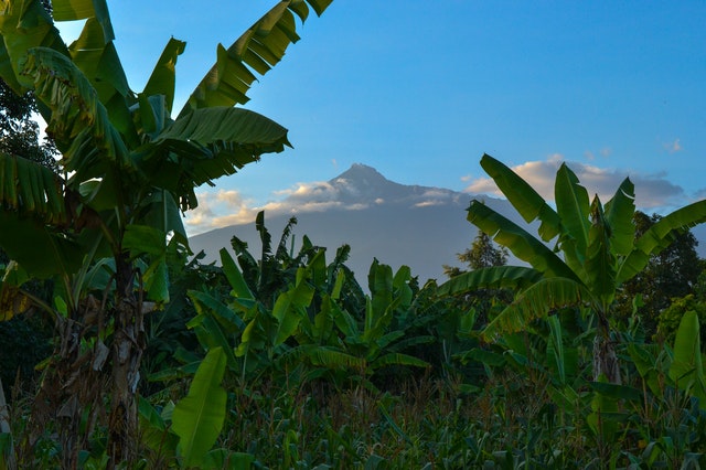 banana trees